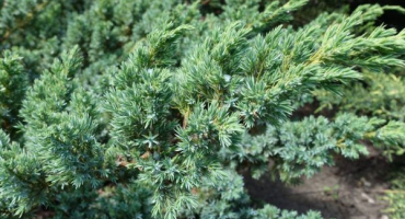 Juniper blue old - pro opravdové estéty